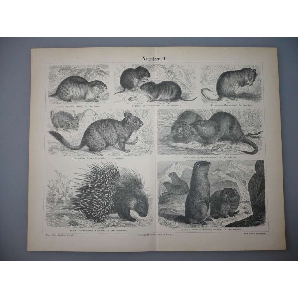 Nagetiere II. - hlodavci, hlodavec - litografie, grafika, nesignováno