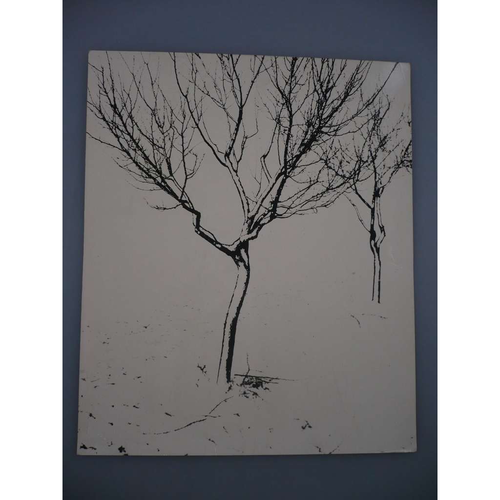 Josef Prošek - Zima stromů - [jedna fotografie ze souboru Fotografie 1928-1958]