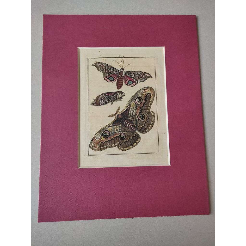 Můra, motýl - kolorovaný mědiryt, grafika, nesignováno