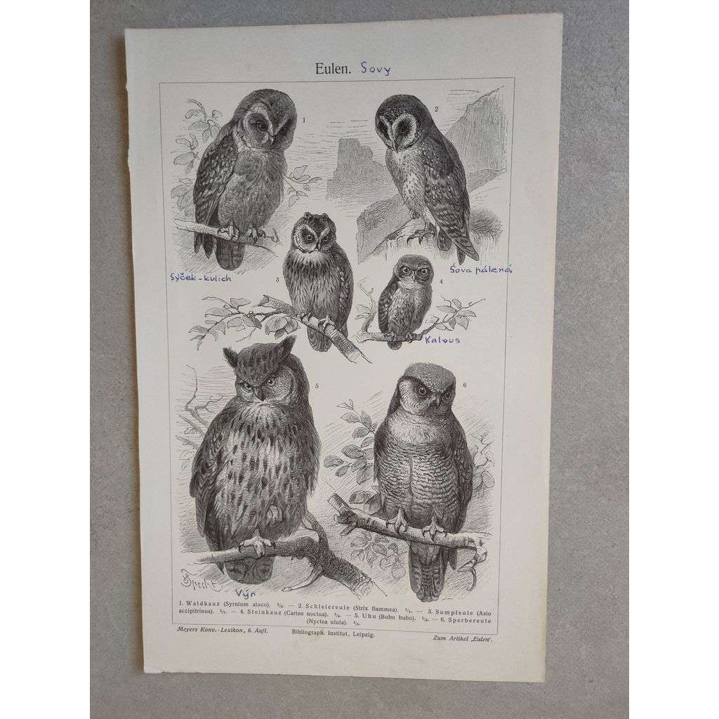 Sovy, sova, výr, sýček, kalous - litografie cca 1880, grafika, nesignováno