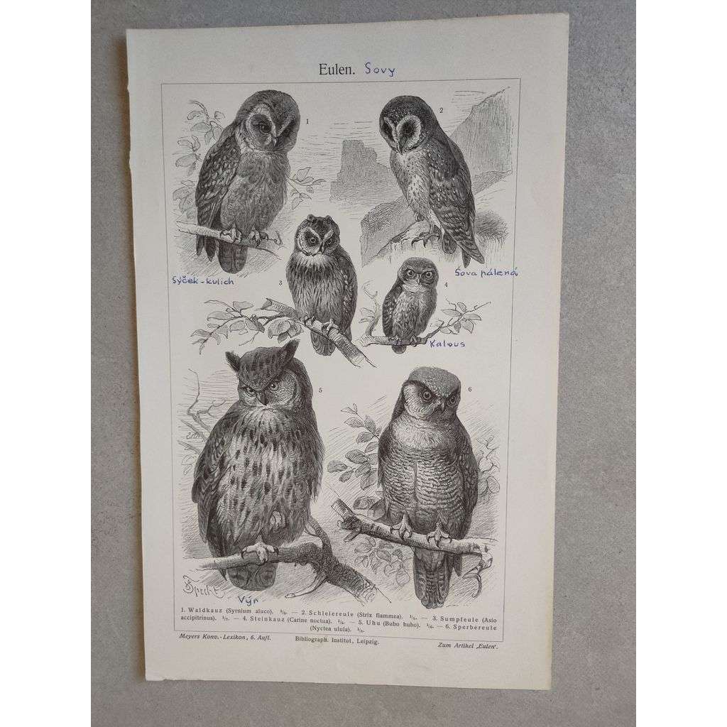 Sovy, sova, výr, sýček, kalous - litografie cca 1880, grafika, nesignováno