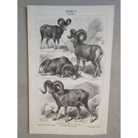 Ovce, mufflon - litografie cca 1880, grafika, nesignováno