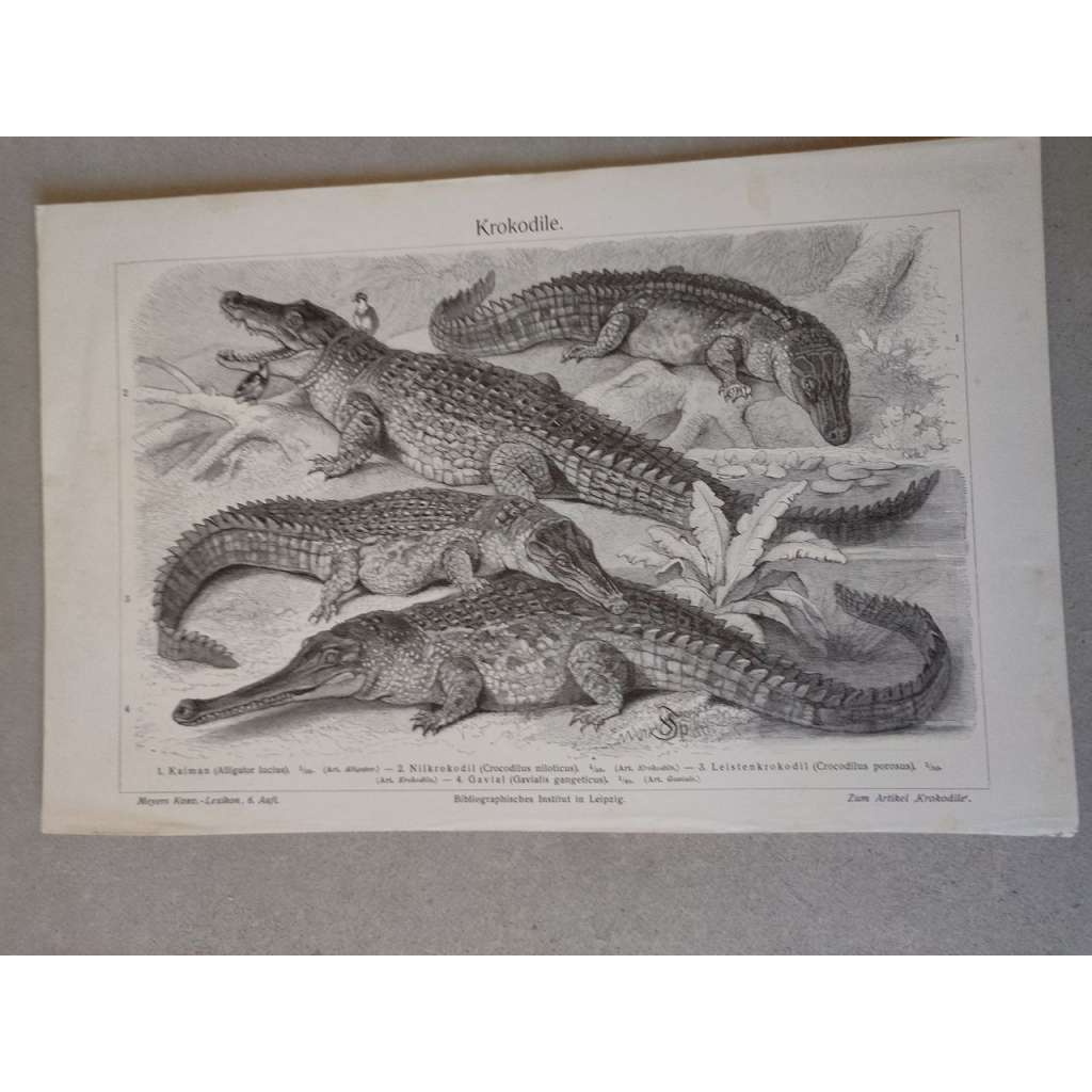 Krokodýli, krokodýl, kajman, gaviál - litografie cca 1880, grafika, nesignováno