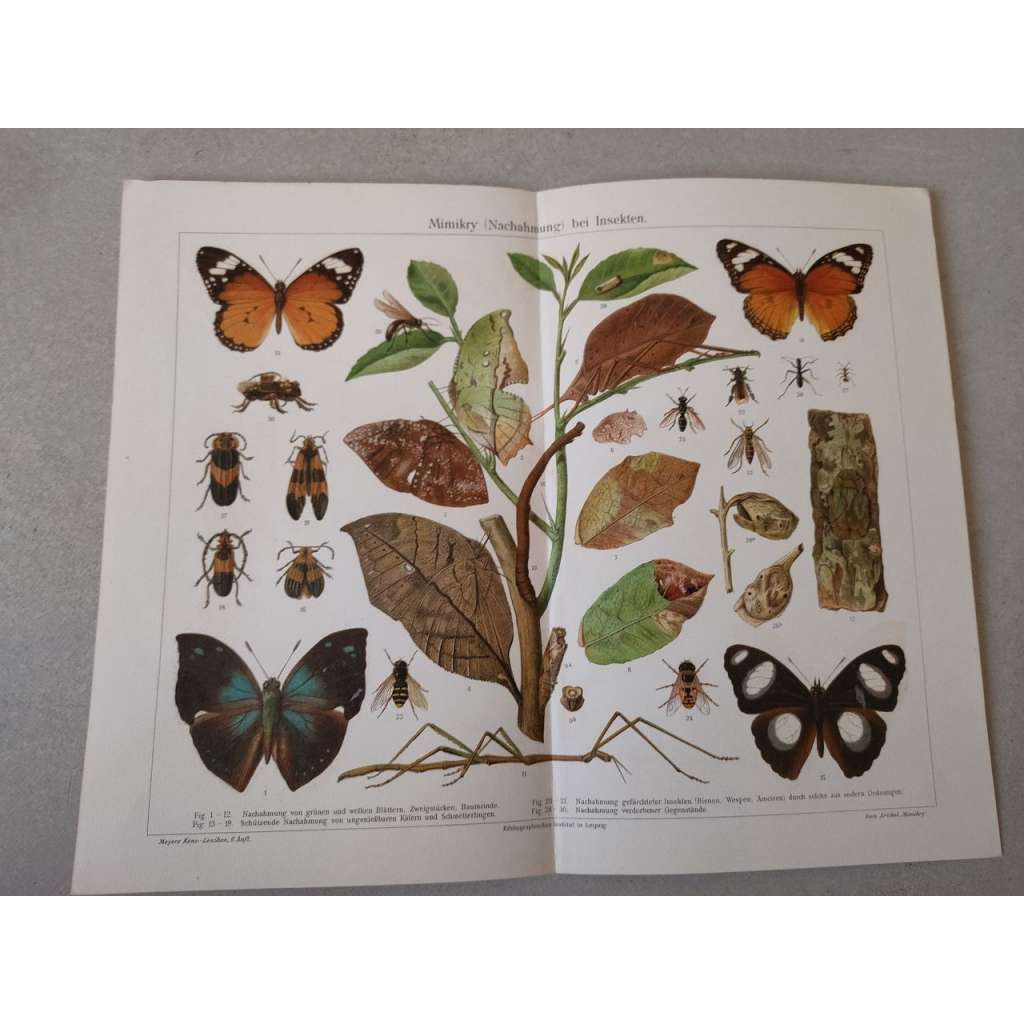 Hmyz, motýli, motýl, mimikry  - chromolitografie cca 1880, grafika, nesignováno