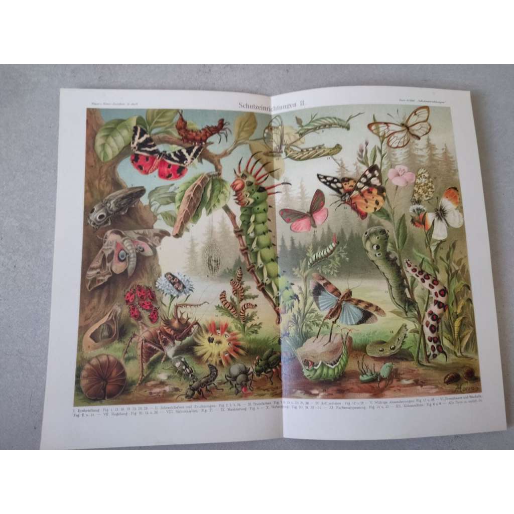 Hmyz, brouci, motýli, housenky - chromolitografie cca 1880, grafika, nesignováno