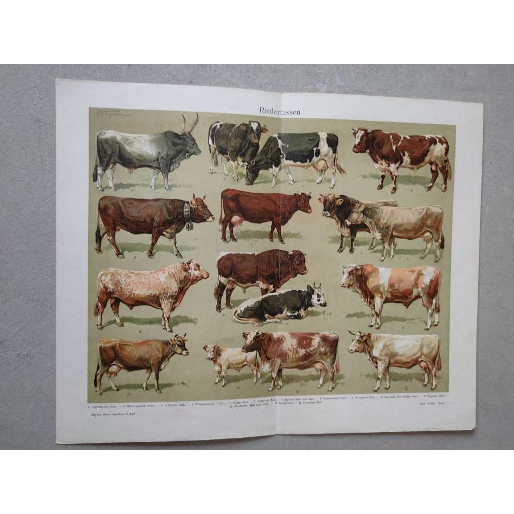 Dobytek, plemena skotu, tur domácí, kráva - chromolitografie cca 1880, grafika, nesignováno