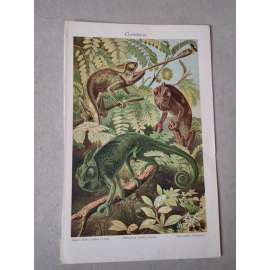 Chameleon - chromolitografie cca 1880, grafika, nesignováno