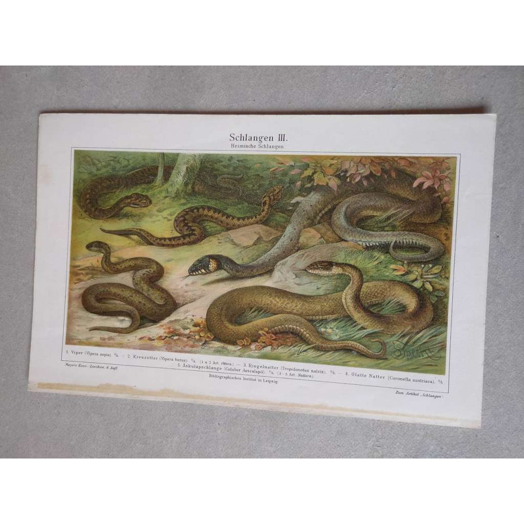 Had, hadi, zmije - chromolitografie cca 1880, grafika, nesignováno