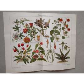 Pokojové rostliny - chromolitografie cca 1880, grafika, nesignováno
