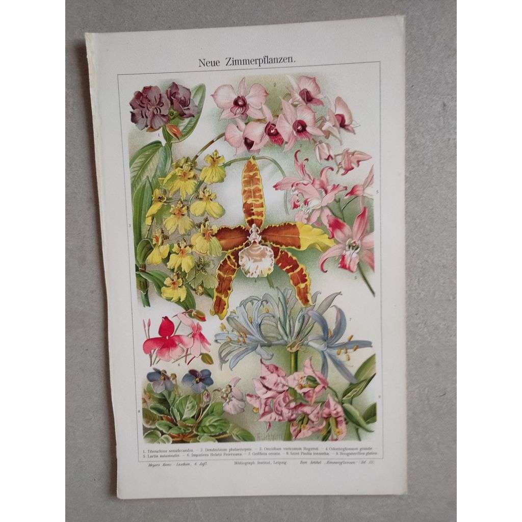 Pokojové rostliny - chromolitografie cca 1880, grafika, nesignováno