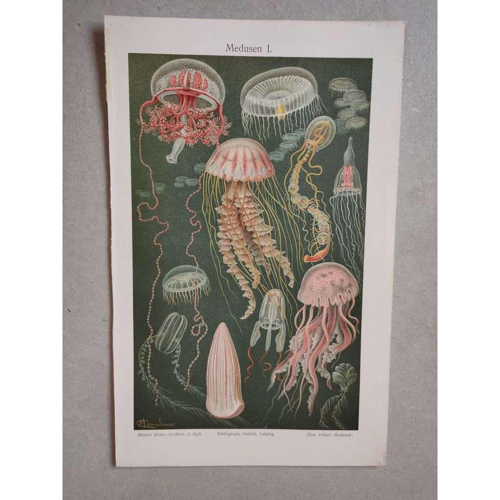 Medúzy, medúza - chromolitografie cca 1880, grafika, nesignováno