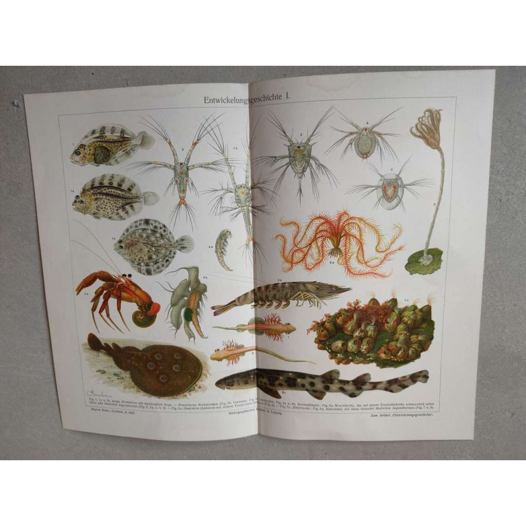 Evoluce, mořský svět, ryby - chromolitografie cca 1880, grafika, nesignováno