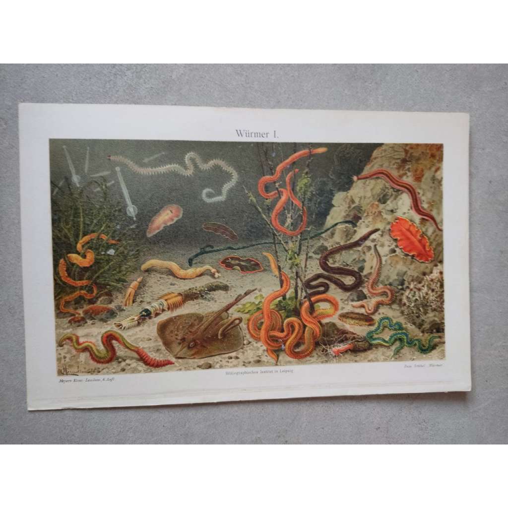 Mořští červy, červ - chromolitografie cca 1880, grafika, nesignováno