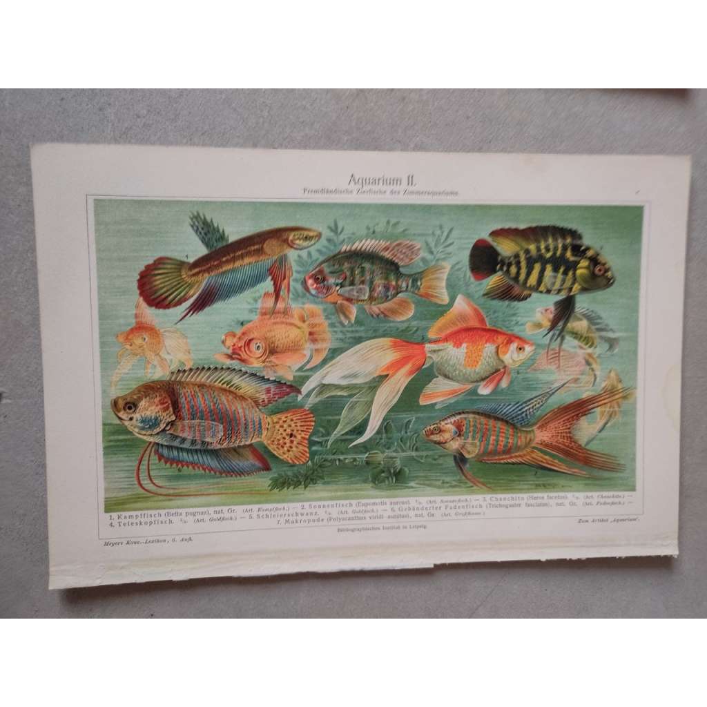 Ryby, ryba, akvarijní, akvárium - chromolitografie cca 1880, grafika, nesignováno