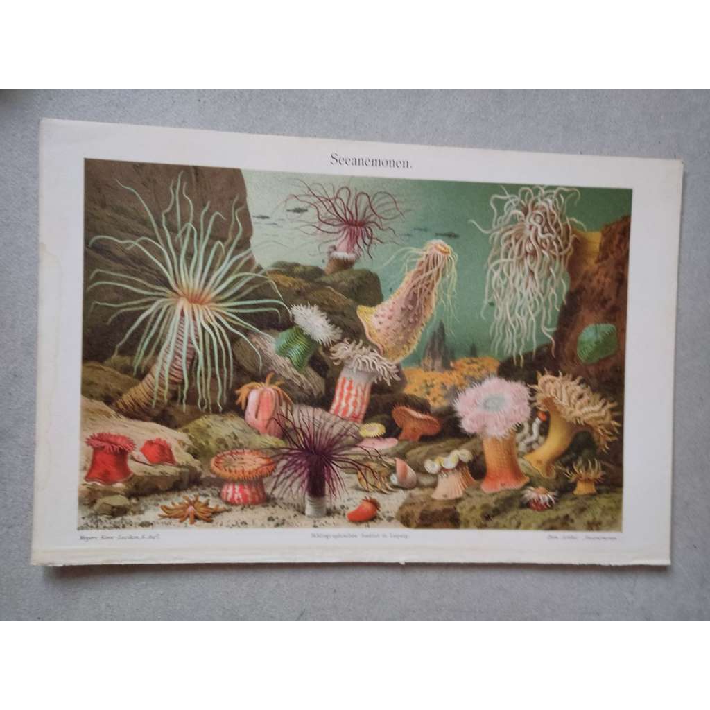Mořské sasanky, sasanka - chromolitografie cca 1880, grafika, nesignováno