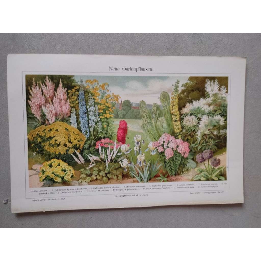 Zahradní rostliny, květiny - chromolitografie cca 1880, grafika, nesignováno