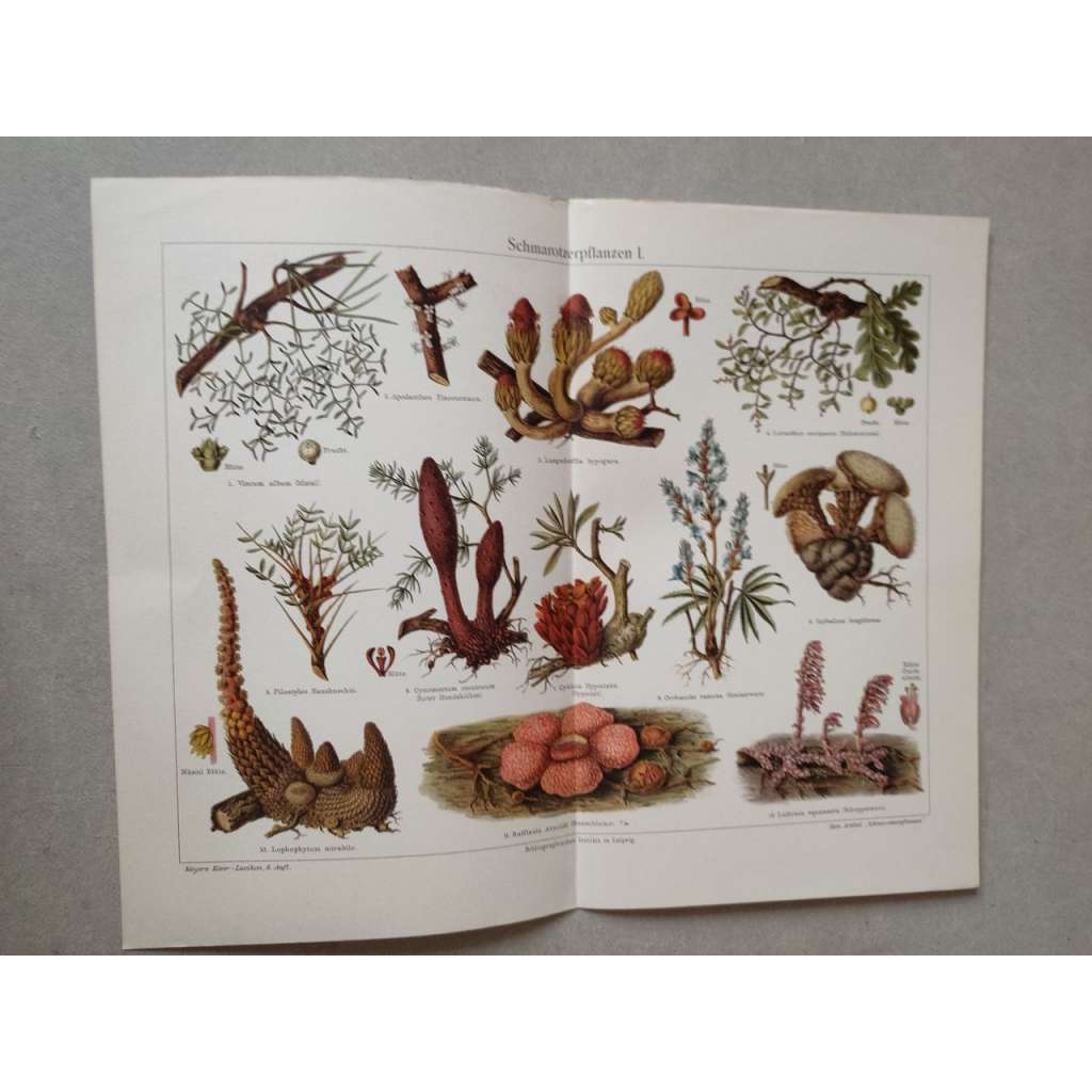Parazitické rostliny - chromolitografie cca 1880, grafika, nesignováno