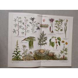 Rostliny, Zvonek rozkladitý, Citlivka stydlivá - chromolitografie cca 1880, grafika, nesignováno