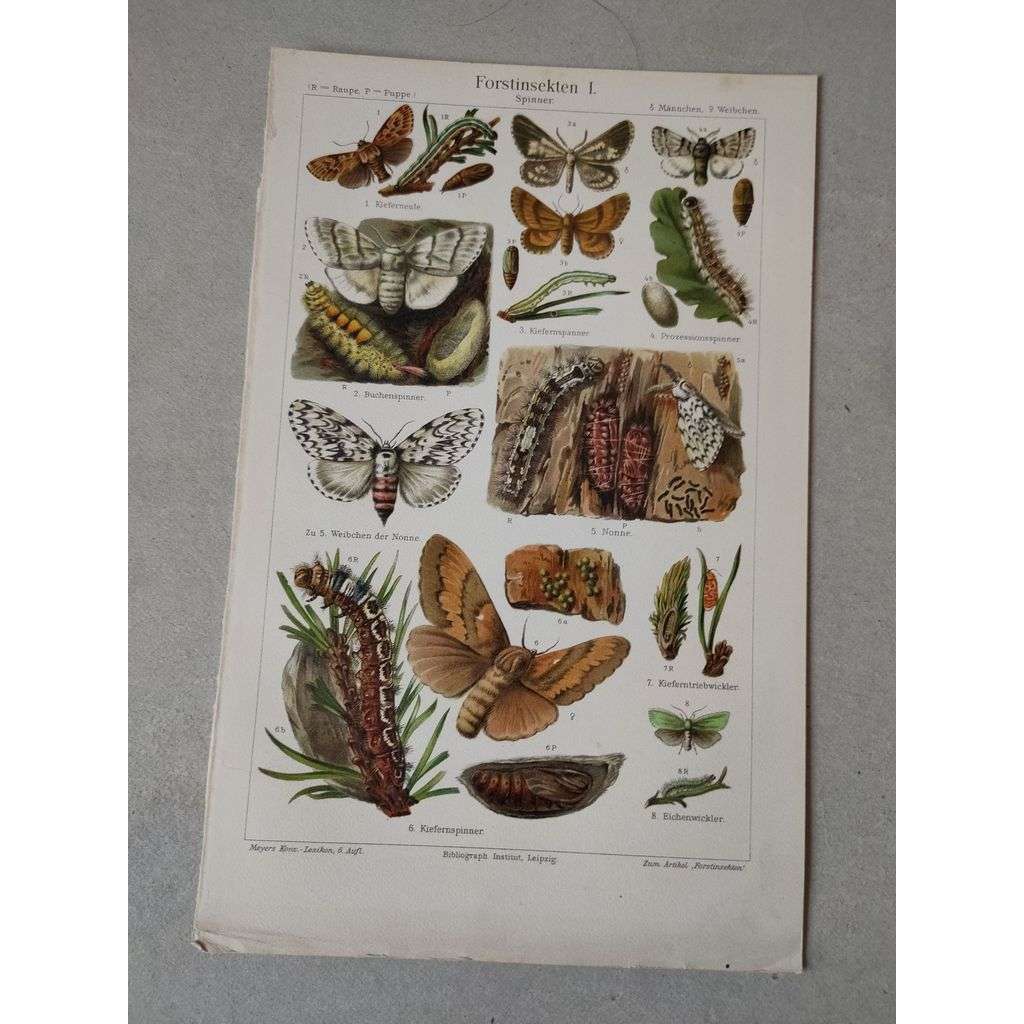 Lesní hmyz, housenka - chromolitografie cca 1880, grafika, nesignováno