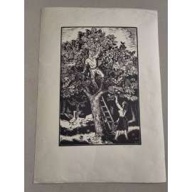 Antonín Majer (1882 - 1963) - Česání ovoce I. - dřevoryt, grafika, signováno