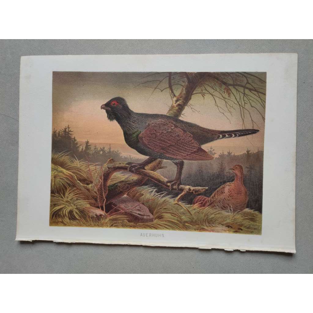 Tetřev - Auerhuhn - barevná chromolitografie cca 1890, grafika, nesignováno