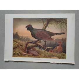 Tetřev - Auerhuhn - barevná chromolitografie cca 1890, grafika, nesignováno