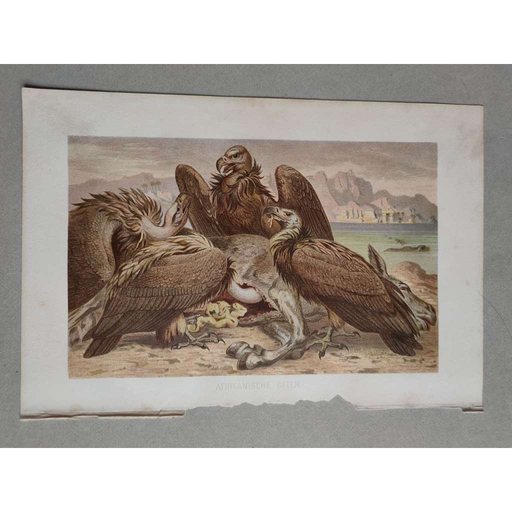 Sup africký - Afrikanische Geier - barevná chromolitografie cca 1890, grafika, nesignováno