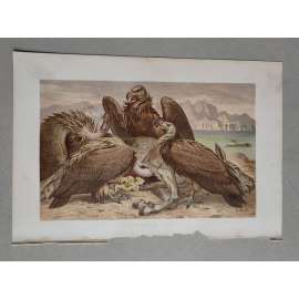 Sup africký - Afrikanische Geier - barevná chromolitografie cca 1890, grafika, nesignováno
