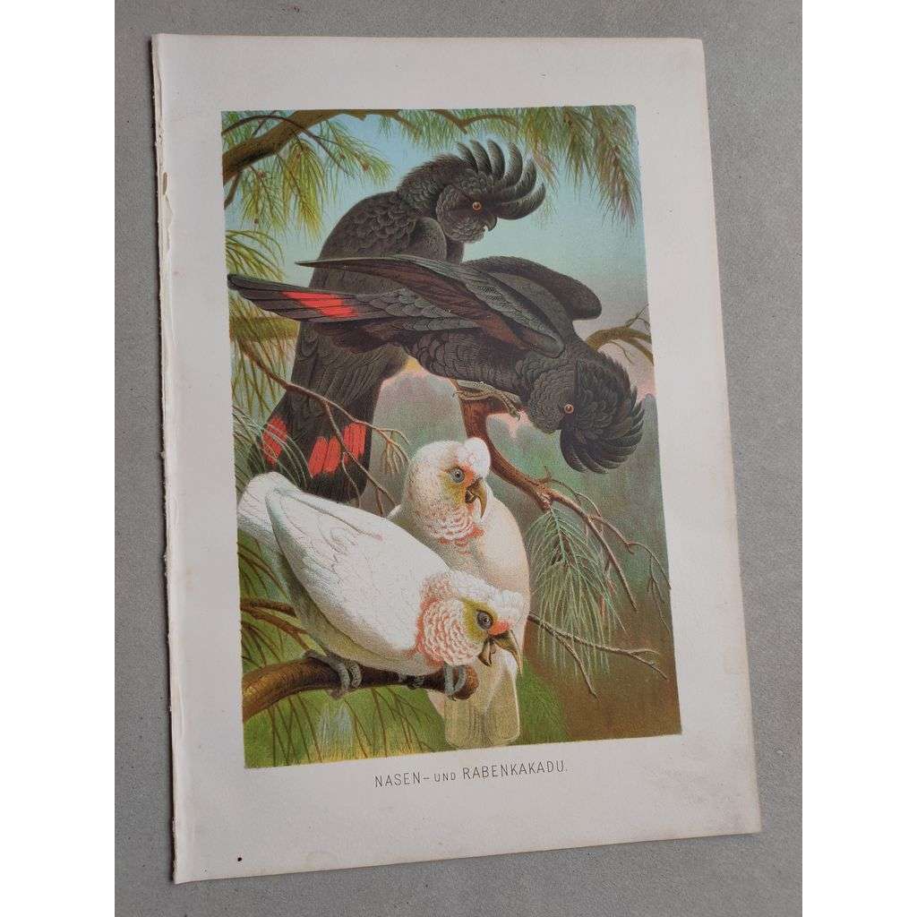 Kakadu havraní; nosatý - Nasen und Rabenkakadu - barevná chromolitografie cca 1890, grafika, nesignováno