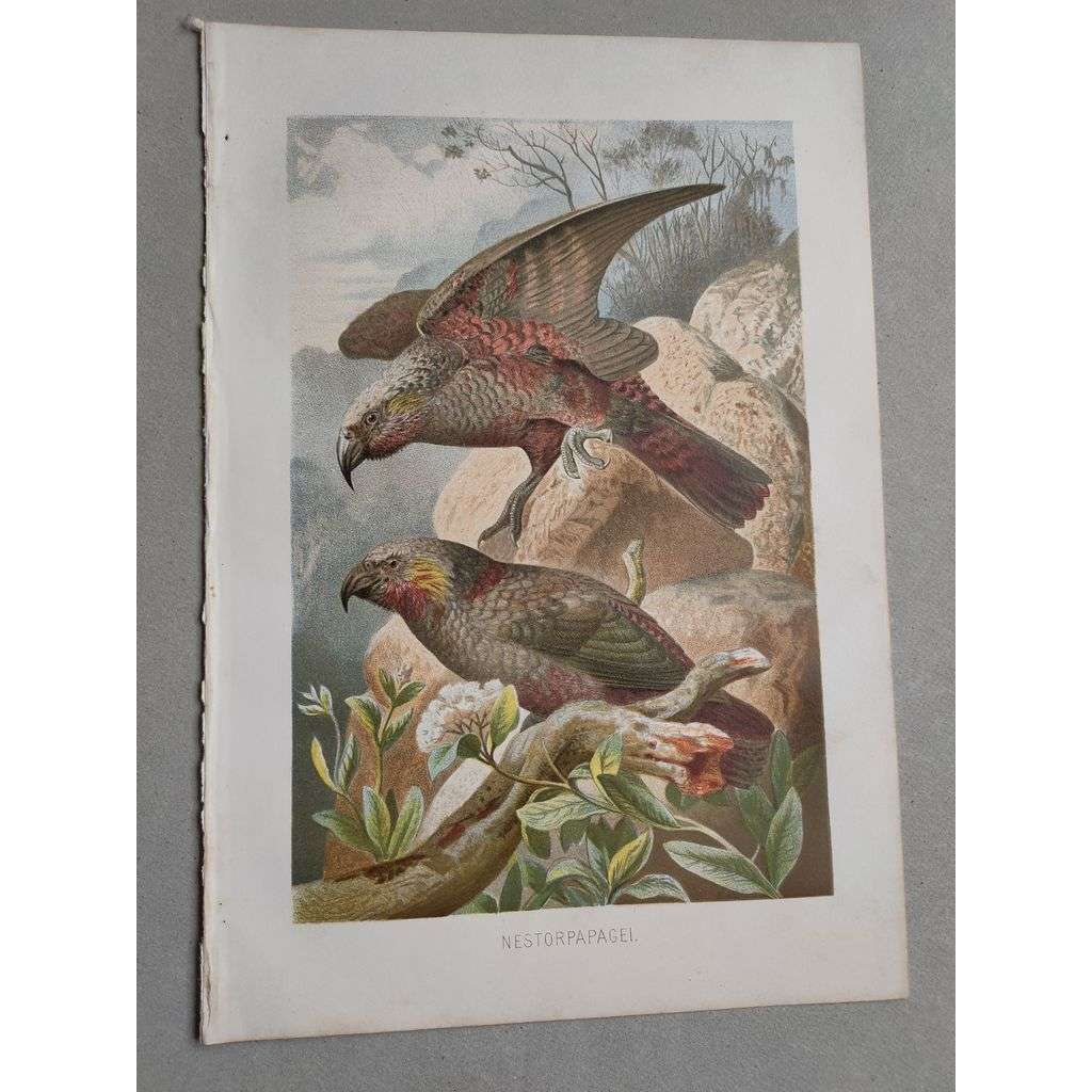 Papoušek nestor - Nestorpapagei - barevná chromolitografie cca 1890, grafika, nesignováno