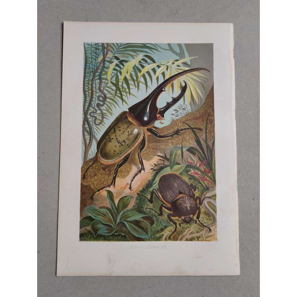 Herkules antilský I. (brouk, brouci) - Herkuleskafer - barevná chromolitografie cca 1890, grafika, nesignováno