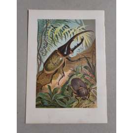 Herkules antilský I. (brouk, brouci) - Herkuleskafer - barevná chromolitografie cca 1890, grafika, nesignováno