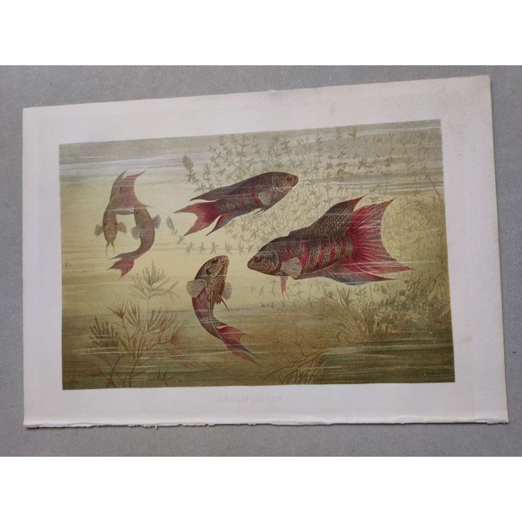 Bojovnice (paprskoploutvé ryby, ryba) - Grossflosser - barevná chromolitografie cca 1890, grafika, nesignováno