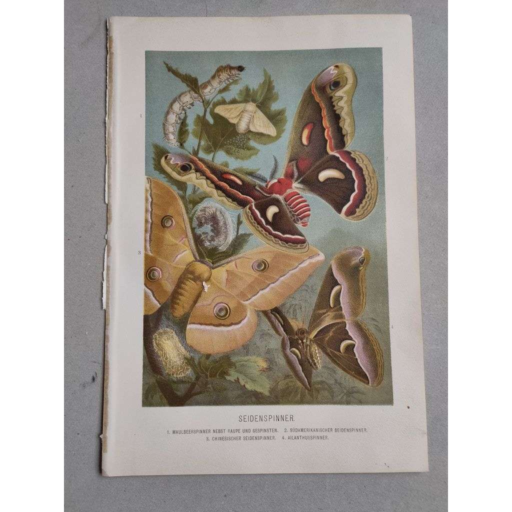 Můra hedvábná; bourec morušový - Seidenspinner: Maulbeerspinner nebst raupe und gespinten; Ailanthusspinner - barevná chromolitografie cca 1890, grafika, nesignováno