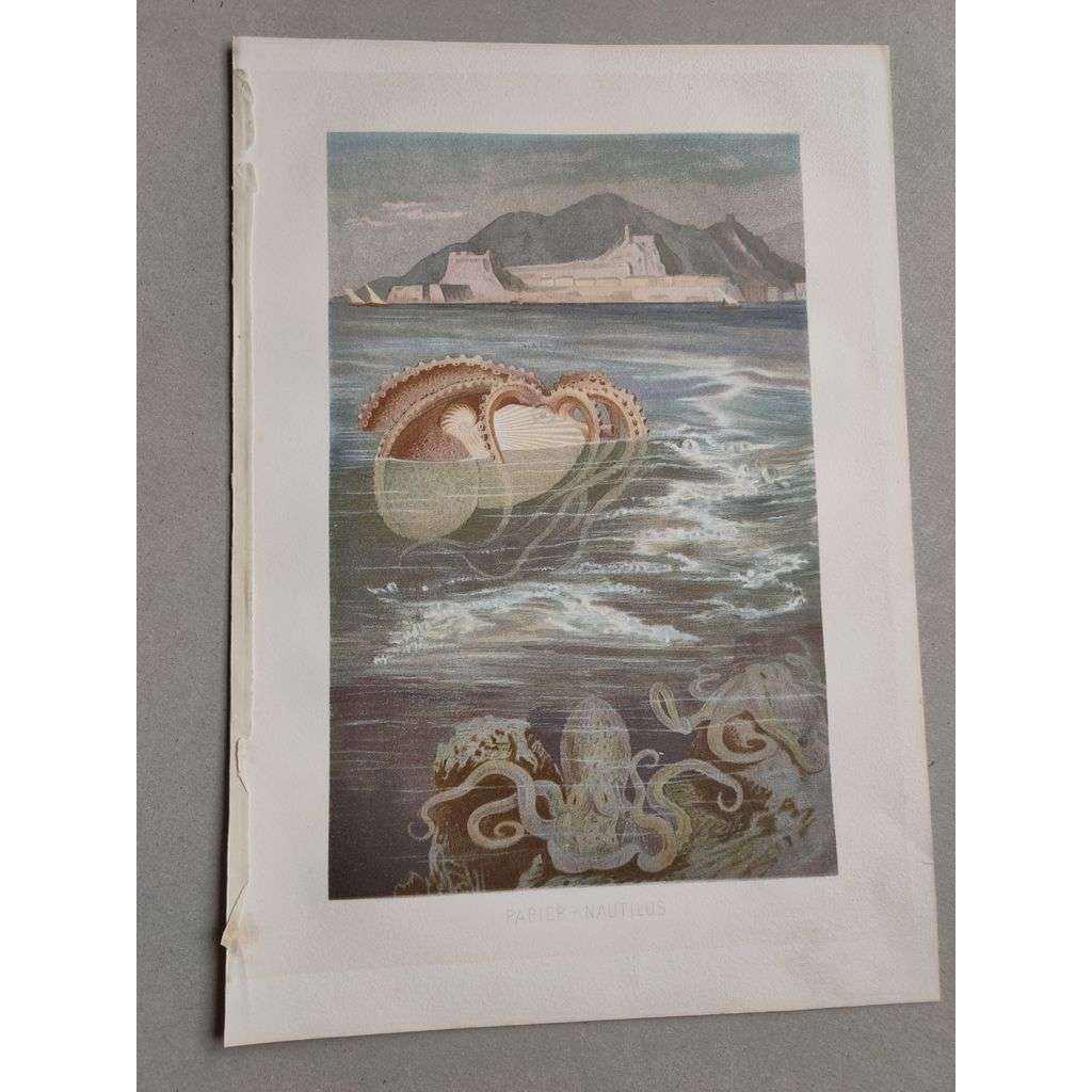 Argonaut pelagický (chobotnice) - Papier - Nautilus - barevná chromolitografie cca 1890, grafika, nesignováno