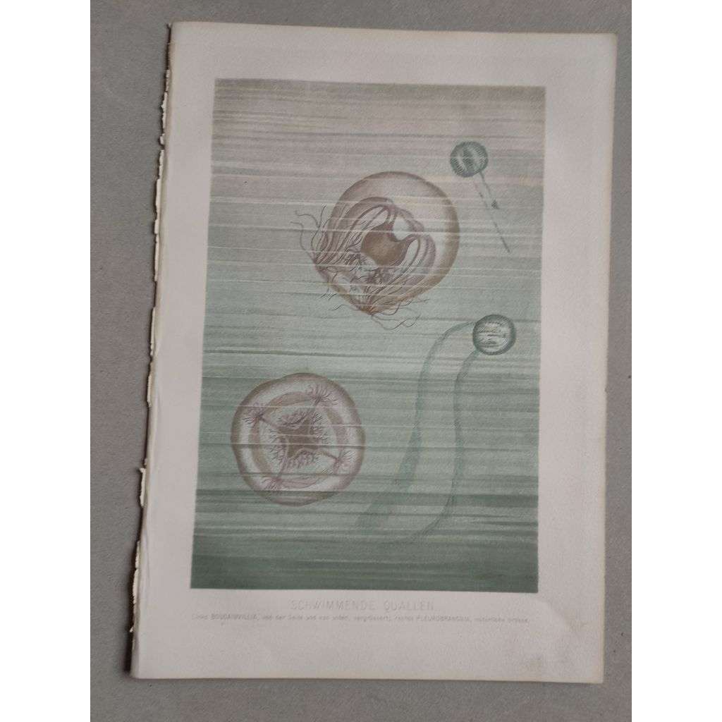 Medúza, medúzy - Schwimmende Quallen - barevná chromolitografie cca 1890, grafika, nesignováno