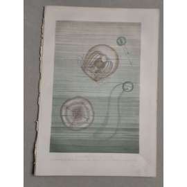 Medúza, medúzy - Schwimmende Quallen - barevná chromolitografie cca 1890, grafika, nesignováno