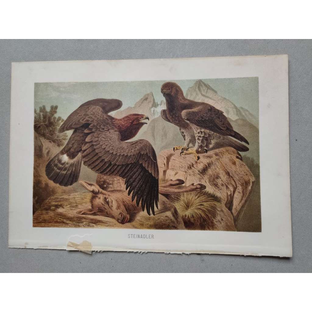 Orel skalní - Steinadler - barevná chromolitografie cca 1890, grafika, nesignováno