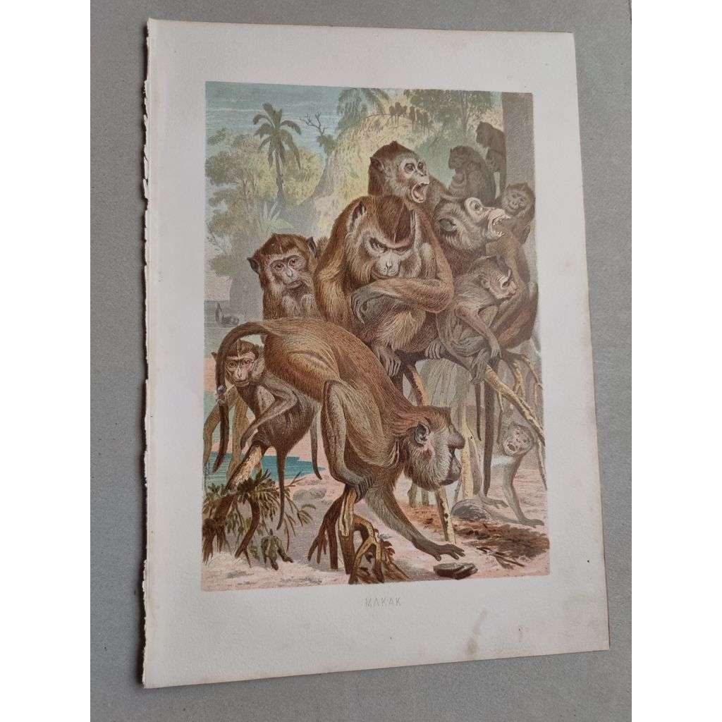 Makak [opice] - barevná chromolitografie cca 1890, grafika, nesignováno