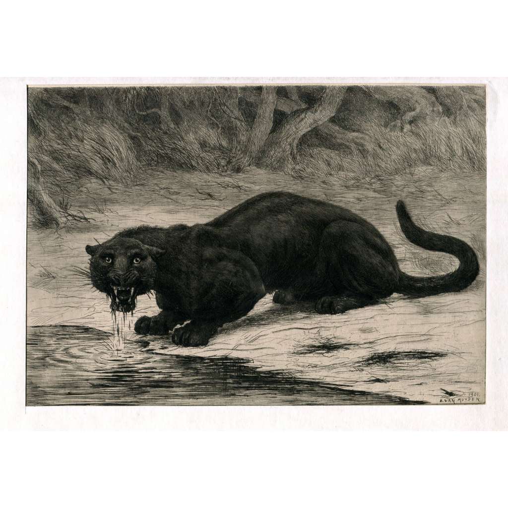 Panthère Noire [Černý panter; 1901; lept; grafika; šelma; zvířata]