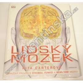 Lidský mozek (anatomie, smysly, funkce)